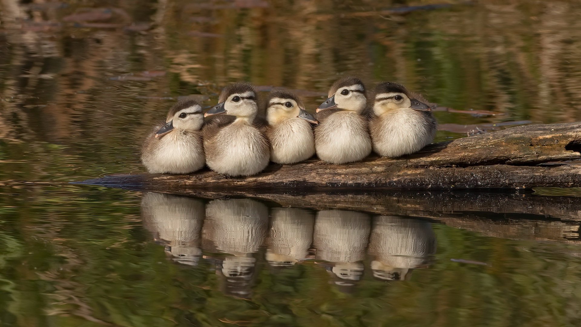开云官方网站-德甲比赛持续升温，精彩反击与关键扑救不断上演，德甲 集锦